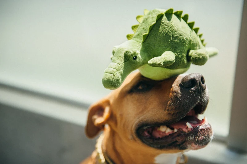 P.L.A.Y. Hundespielzeug Plüschspielzeug Cody das Krokodil