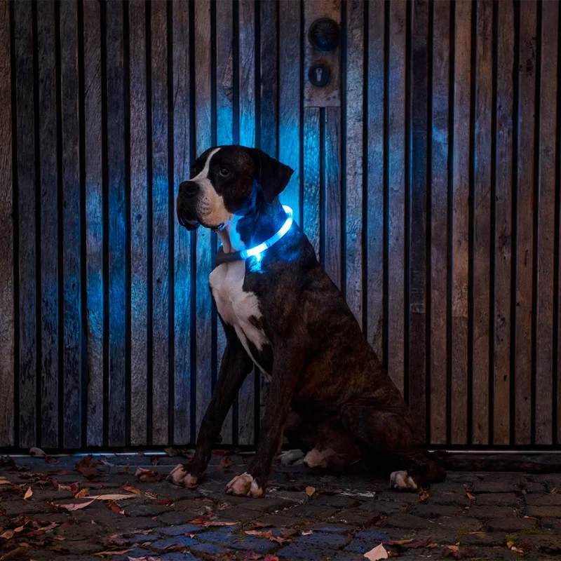 Hundehalsband Leuchtie® Plus Eisblau