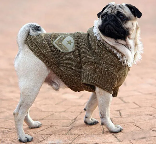 Petsonality – Hundepullover Glamour Mission
