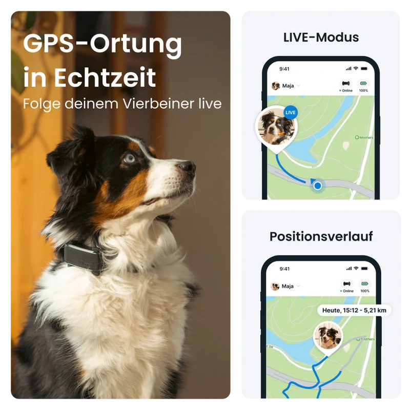 GPS Tracker Tractive Dog 6