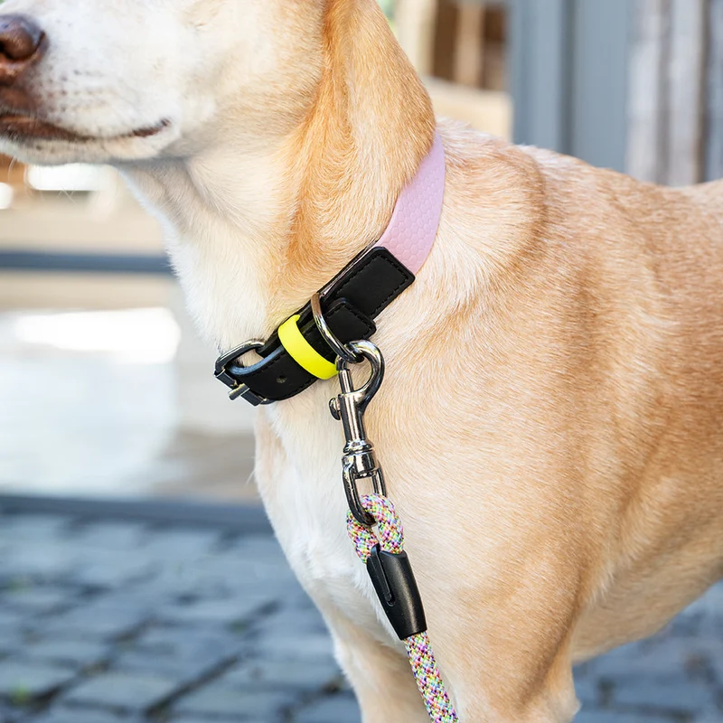 Hundehalsband mit veganem Apfelleder Altrosa