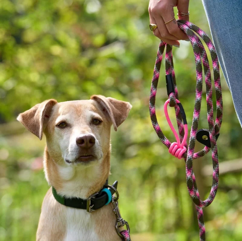 Hundehalsband mit veganem Apfelleder Altrosa