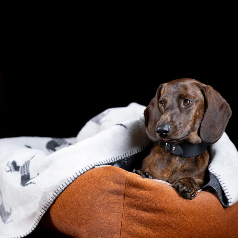 Kuscheldecke / Hundedecke TECKEL mit Dackelmotiv