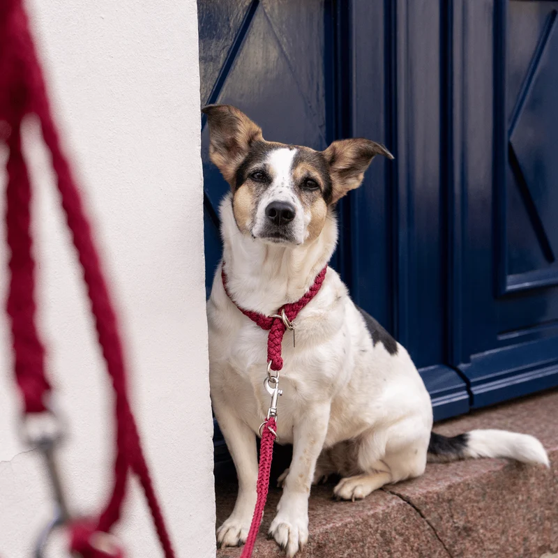 Hundehalsband Tauwerk Bordeaux