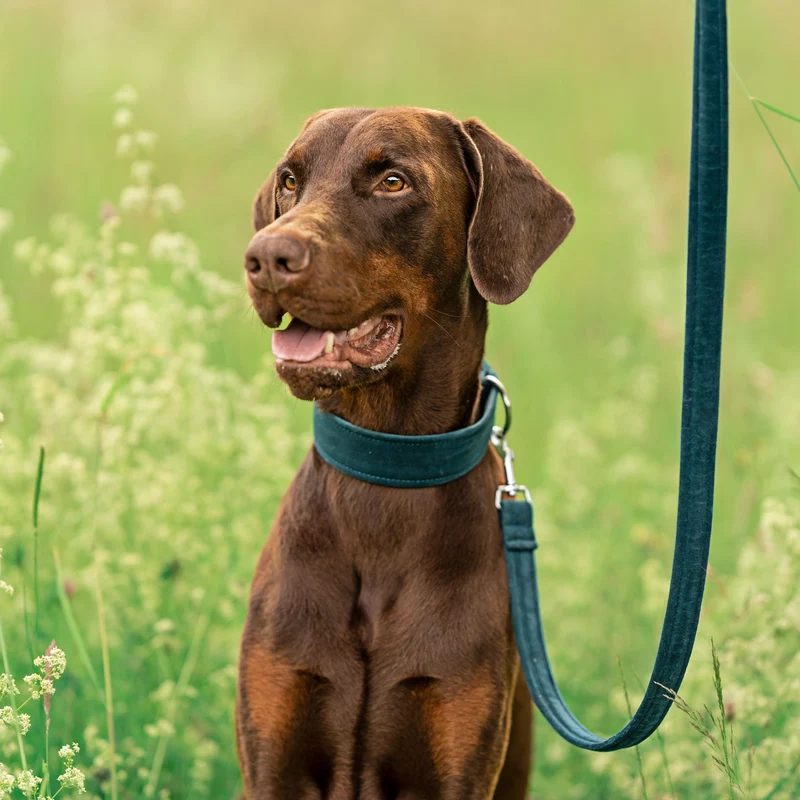 Hundehalsband Sametti Petrol