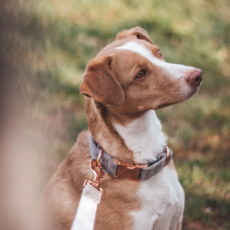 Hundehalsband Sametti Hellgrau