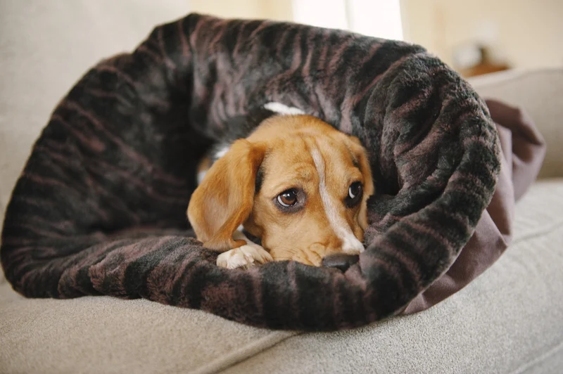 P.L.A.Y. Snuggle Bed - Kuschelsack / Hundebett Graphit Black