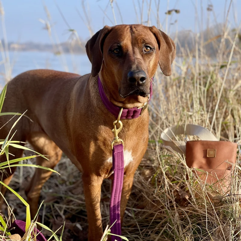 Hundehalsband Sametti Lila
