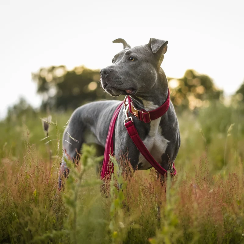 Hundehalsband Sametti Fuchsia