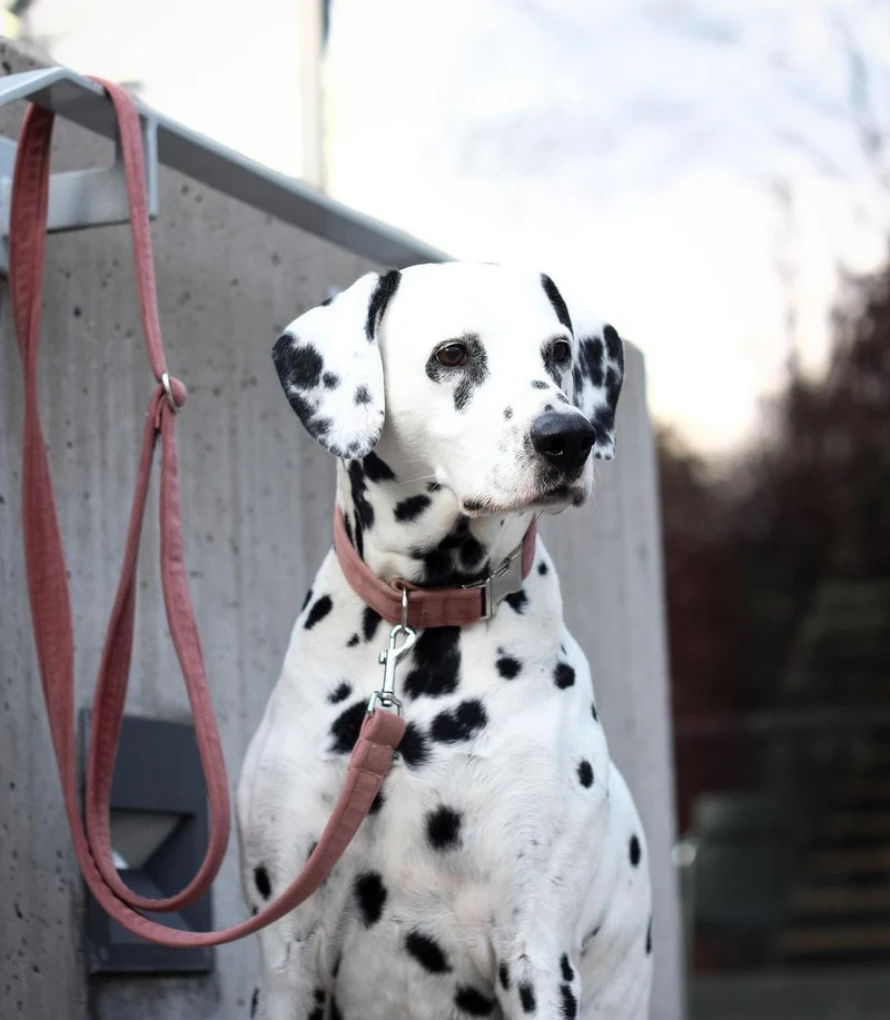 Hundehalsband Sametti Altrosa