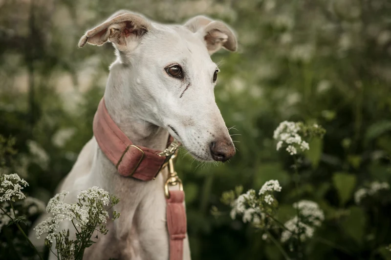 Hundehalsband Sametti Altrosa