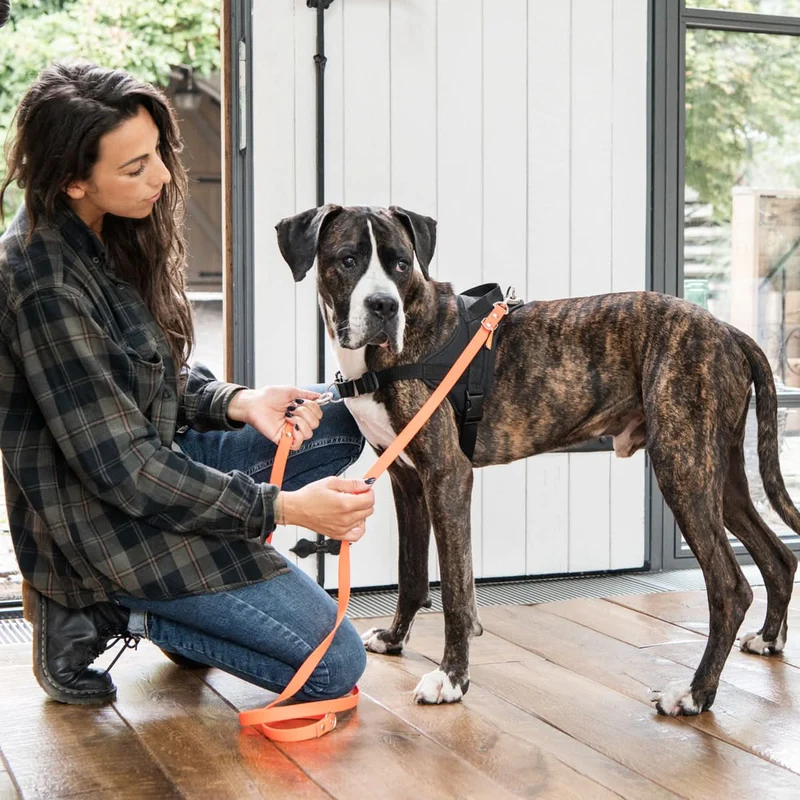 Hundegeschirr Ausbildung