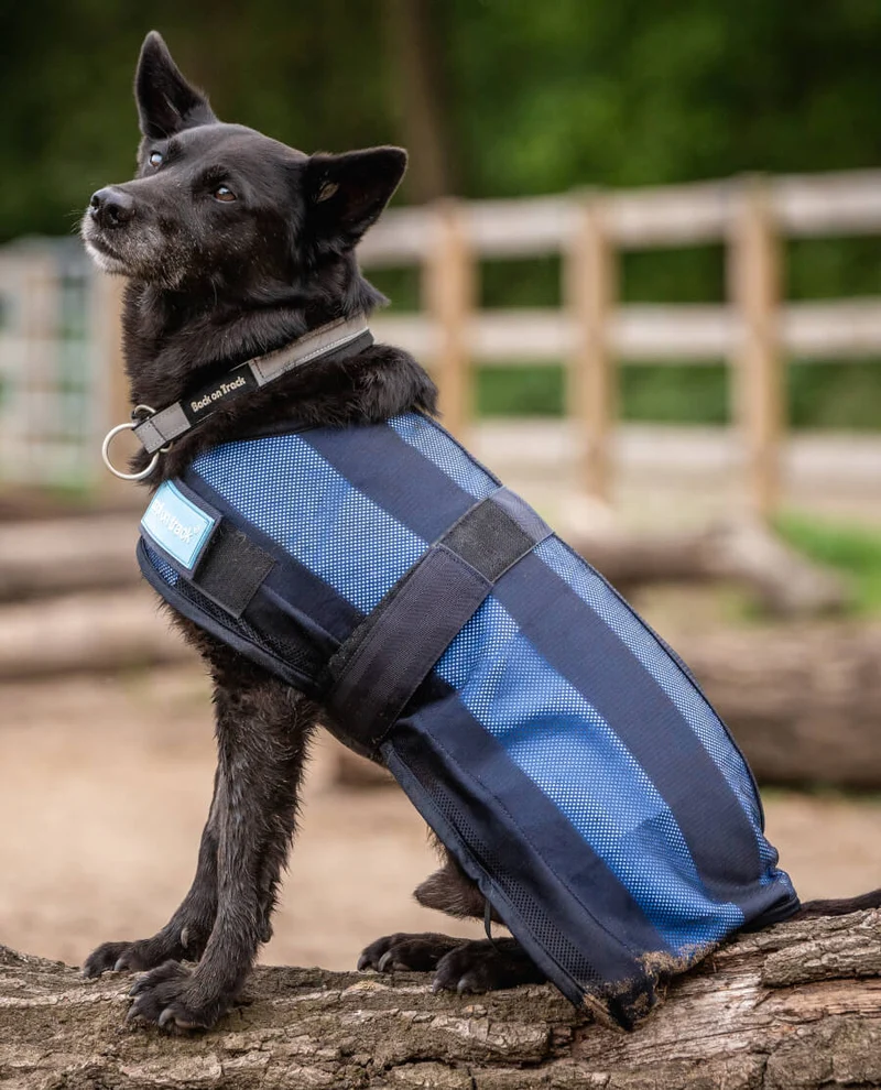 Coole on Track Hundedecke von Back on Track