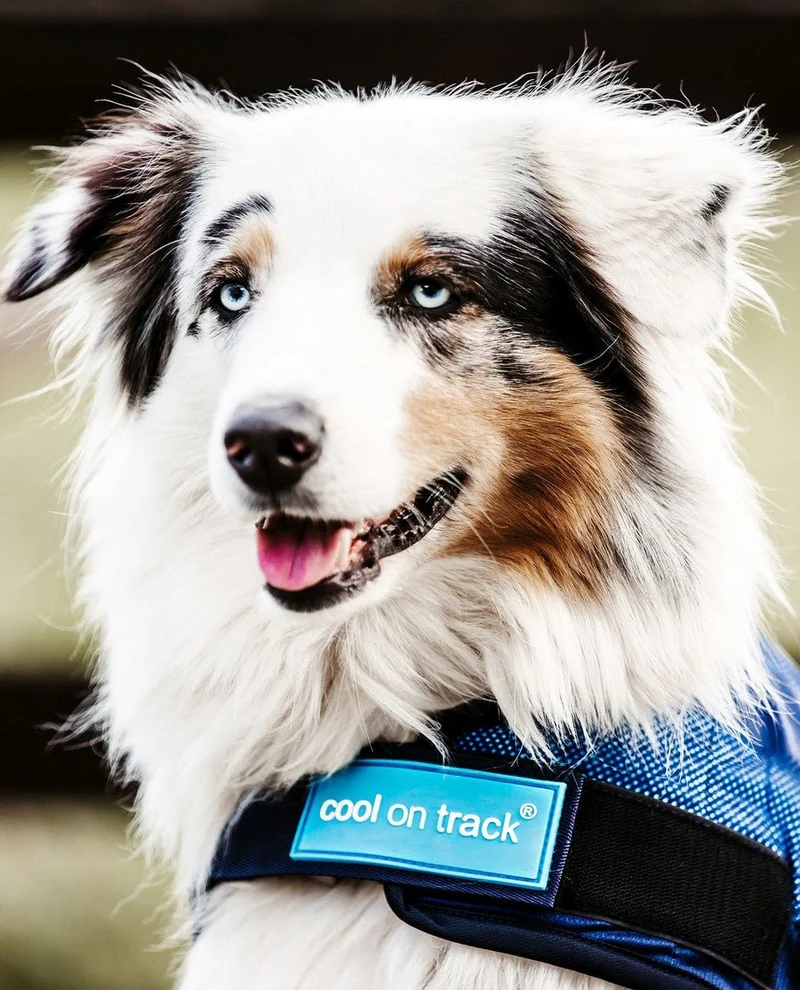 Coole on Track Hundedecke von Back on Track