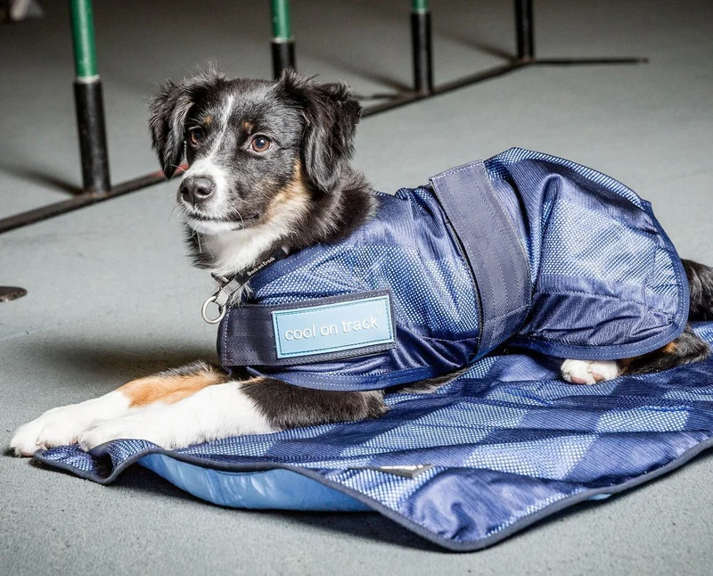 Coole on Track Hundedecke von Back on Track