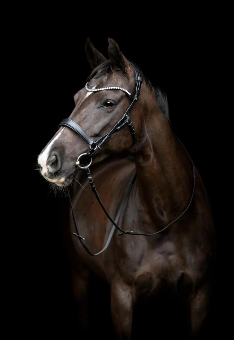 Gentle Bridle – Komplettes Zaumzeug mit Zügel - Größe Voll - Schwarz