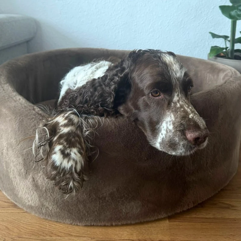 Barkly Soft Bett - Kaffee