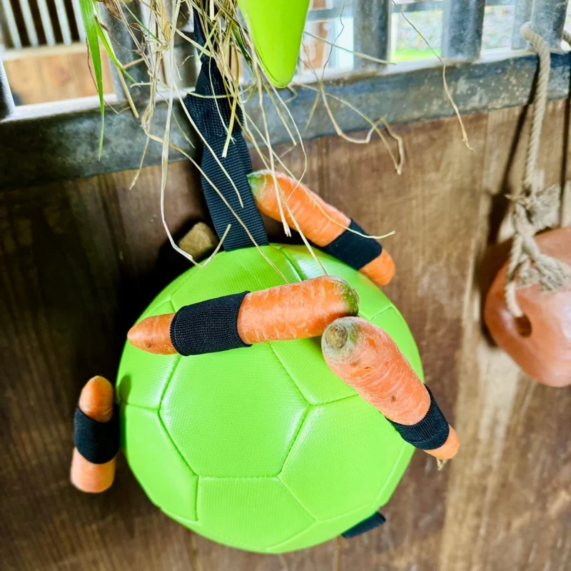 Aktivitätsspielzeug - Ball für Karotten - Grün