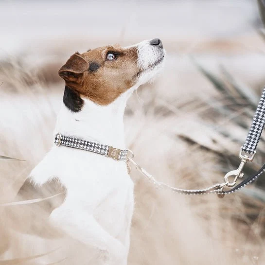 Kentucky Hundehalsband Pied-de-Poule - schwarz