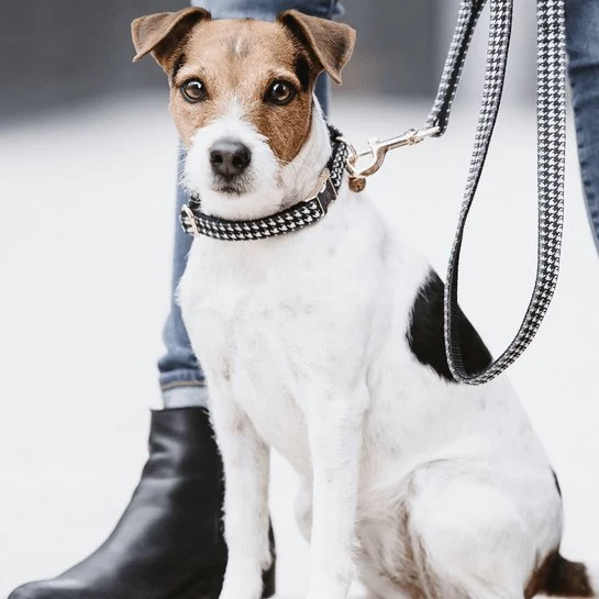 Kentucky Hundehalsband Pied-de-Poule - schwarz