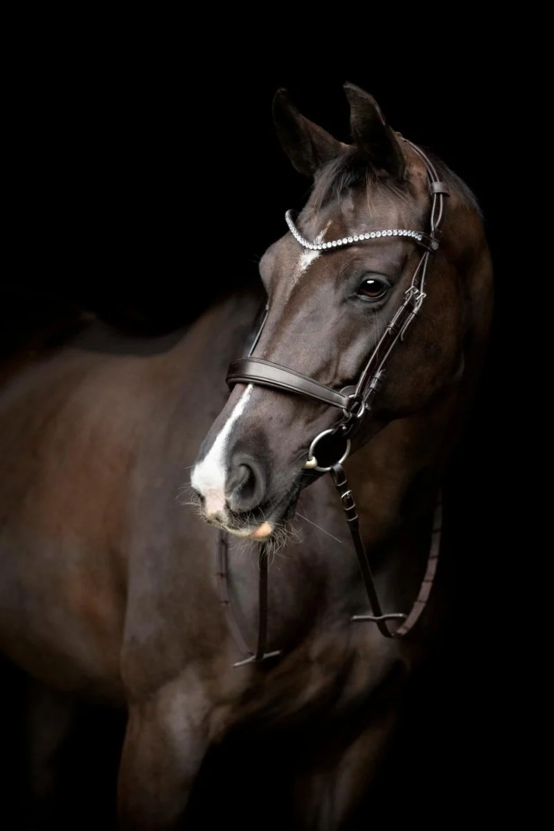 Gentle Bridle - Komplettes Zaumzeug - Größe Pony - Braun