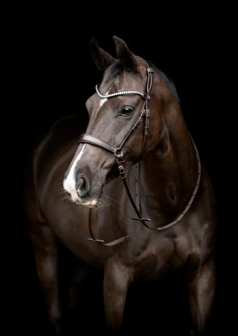CATAGO - Gentle Bridle Jaw Strap m. Schnallen - Schwarz