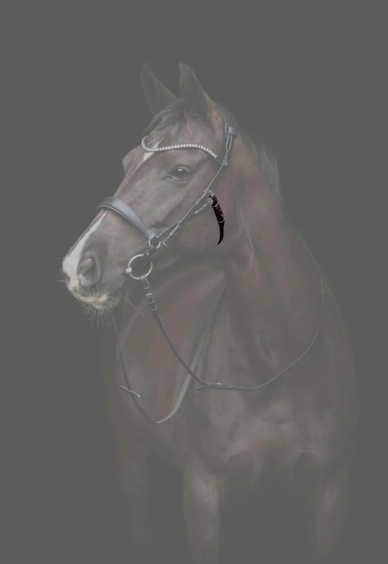 CATAGO - Gentle Bridle Jaw Strap m. Schnallen - Schwarz