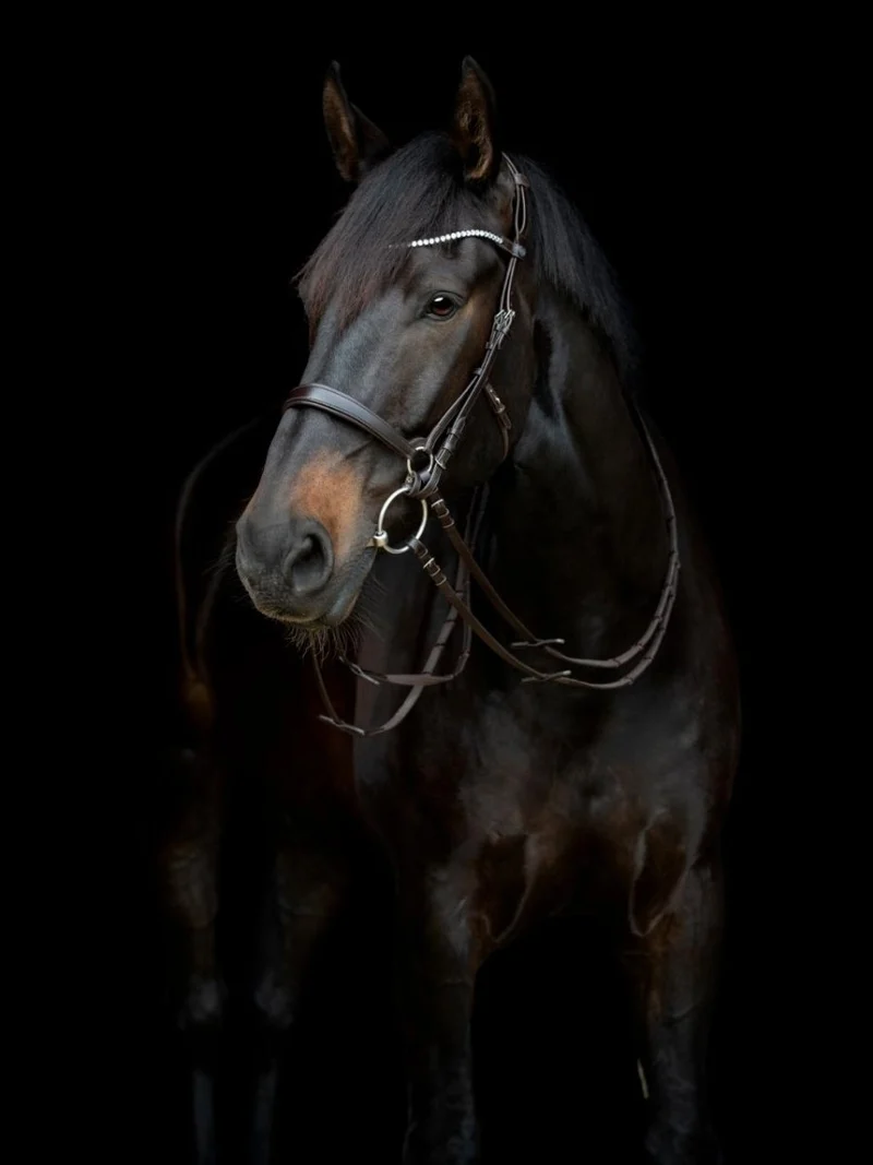 CATAGO - Gentle Bridle Jaw Strap m. Schnallen - Schwarz