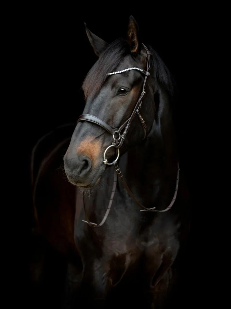 CATAGO - Gentle Bridle Jaw Strap m. Schnallen - Schwarz