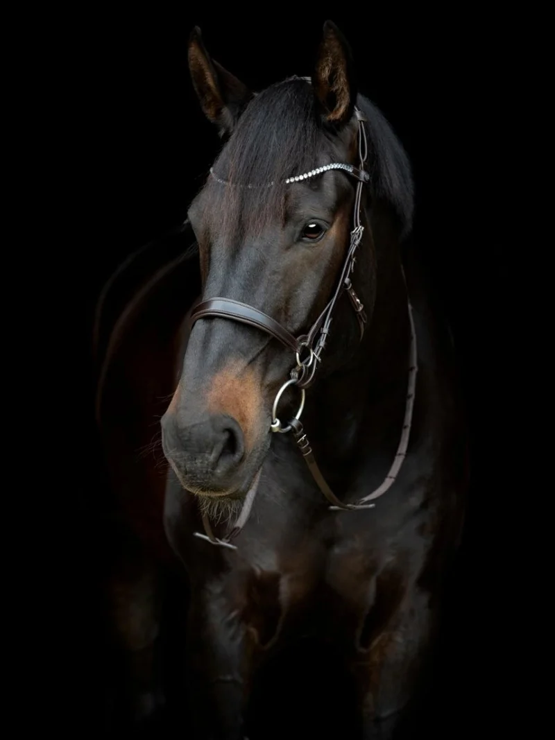 CATAGO - Gentle Bridle Stirnband - Braun