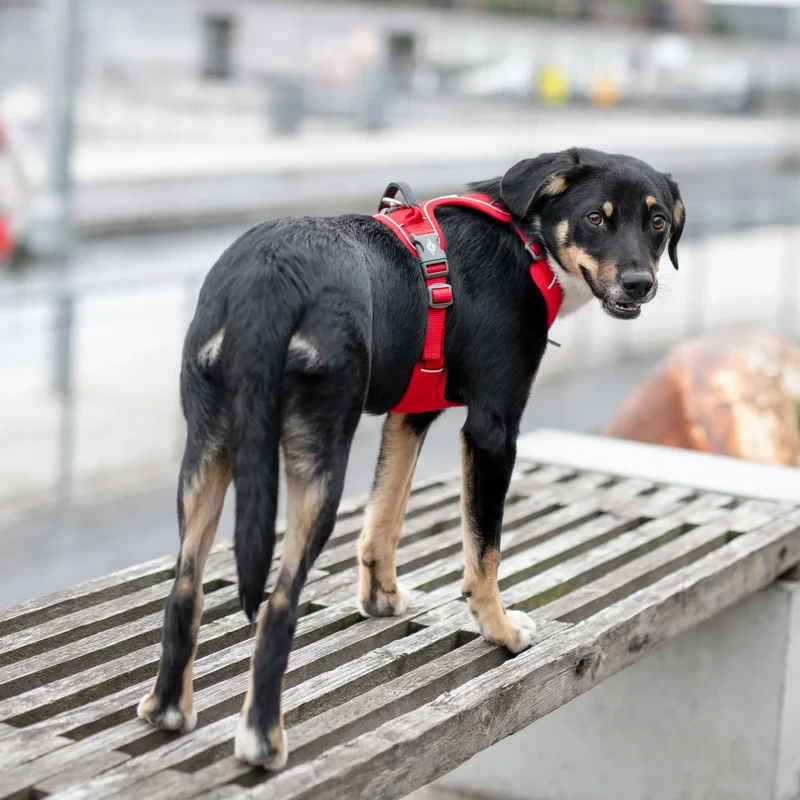 Dog Copenhagen - "Comfort Walk Pro™" Geschirr - Rot