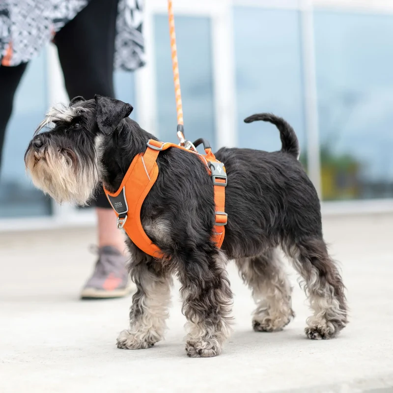 Dog Copenhagen - "Comfort Walk Pro™" Geschirr - Orange