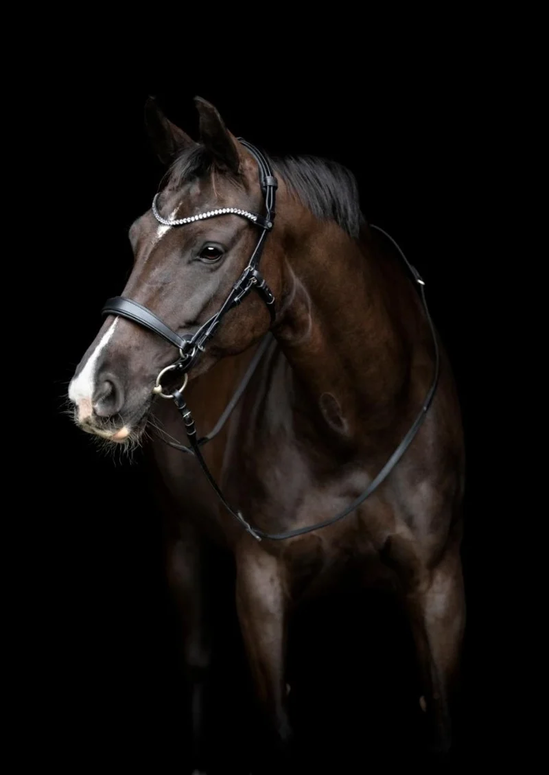 Gentle Bridle - Komplettes Zaumzeug - Größe Cob - Schwarz