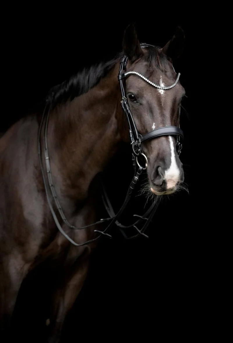 CATAGO - Gentle Bridle Nasenband m. Kollektion Ringe - Schwarz
