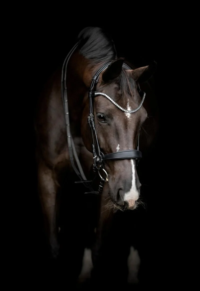CATAGO - Gentle Bridle Nasenband m. Kollektion Ringe - Schwarz