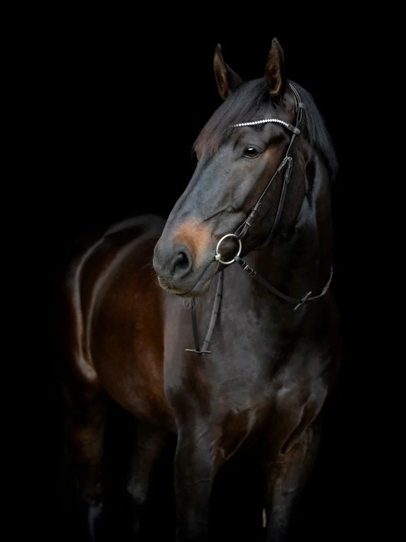 CATAGO - Gentle Bridle Jaw Strap m. Schnallen - Schwarz