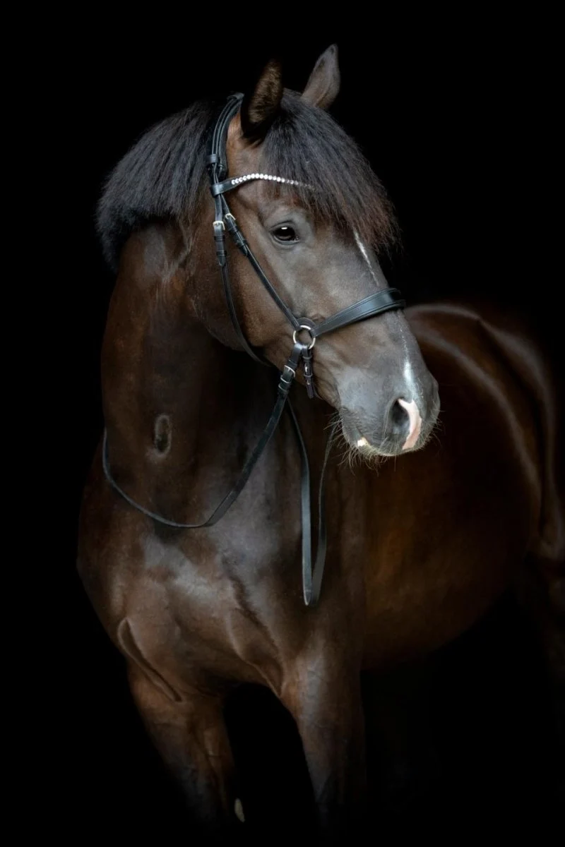 CATAGO - Gentle Bridle Nasenband - Schwarz