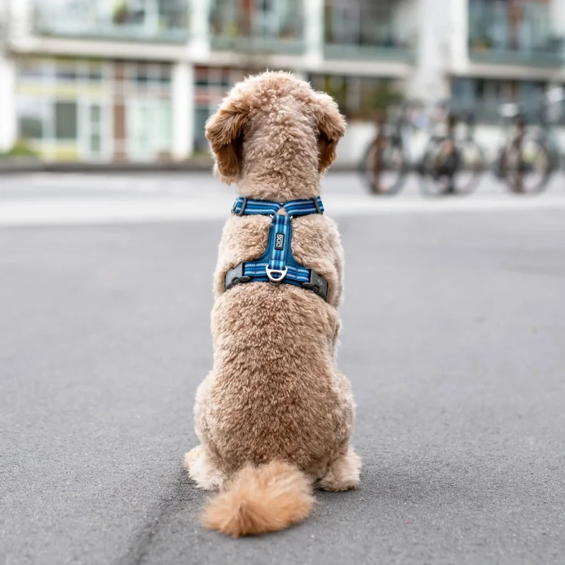 Dog Copenhagen - "Comfort Walk Air™" Geschirr - Blau