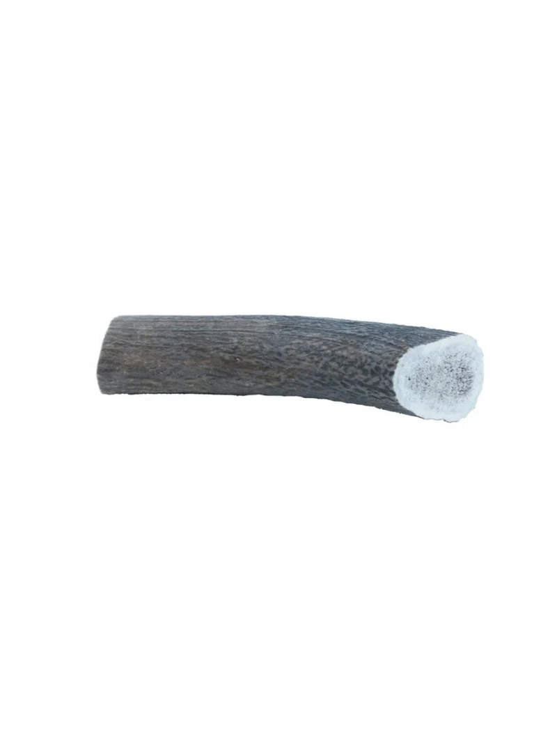 Hirschgeweih - Geweih - XXLarge 220-300g