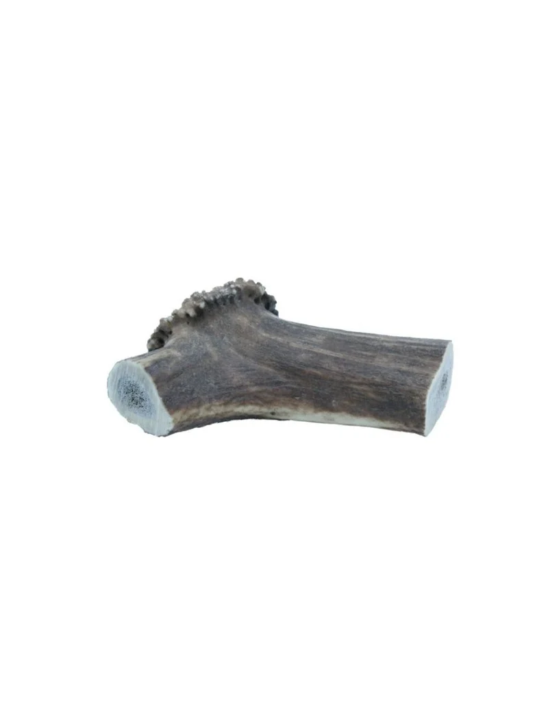 Hirschgeweih - Geweih - XXLarge 220-300g