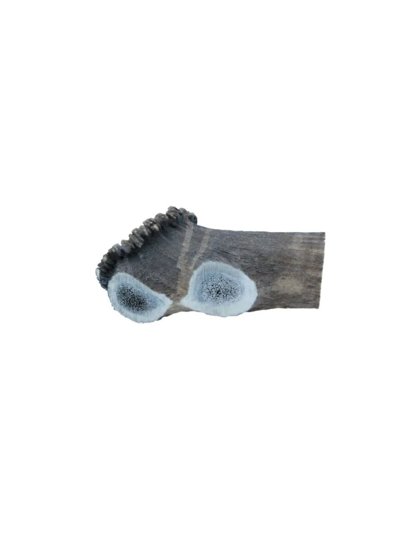 Hirschgeweih - Geweih - XXLarge 220-300g
