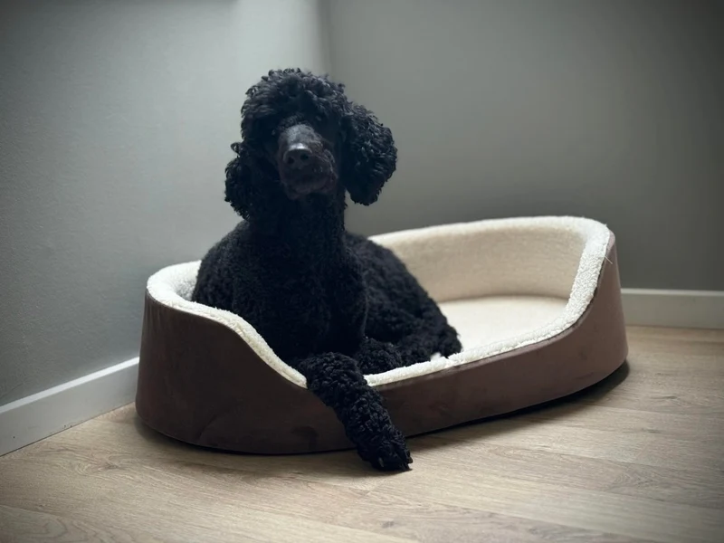 Barkly Valde Hundebett – Schokolade
