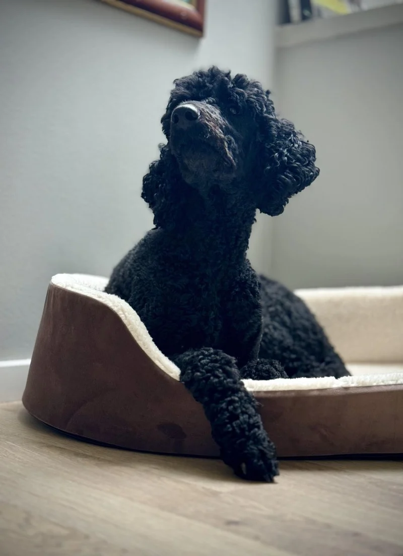 Barkly Valde Hundebett – Schokolade