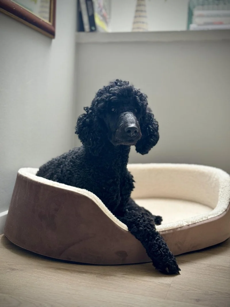 Barkly Valde Hundebett – Schokolade