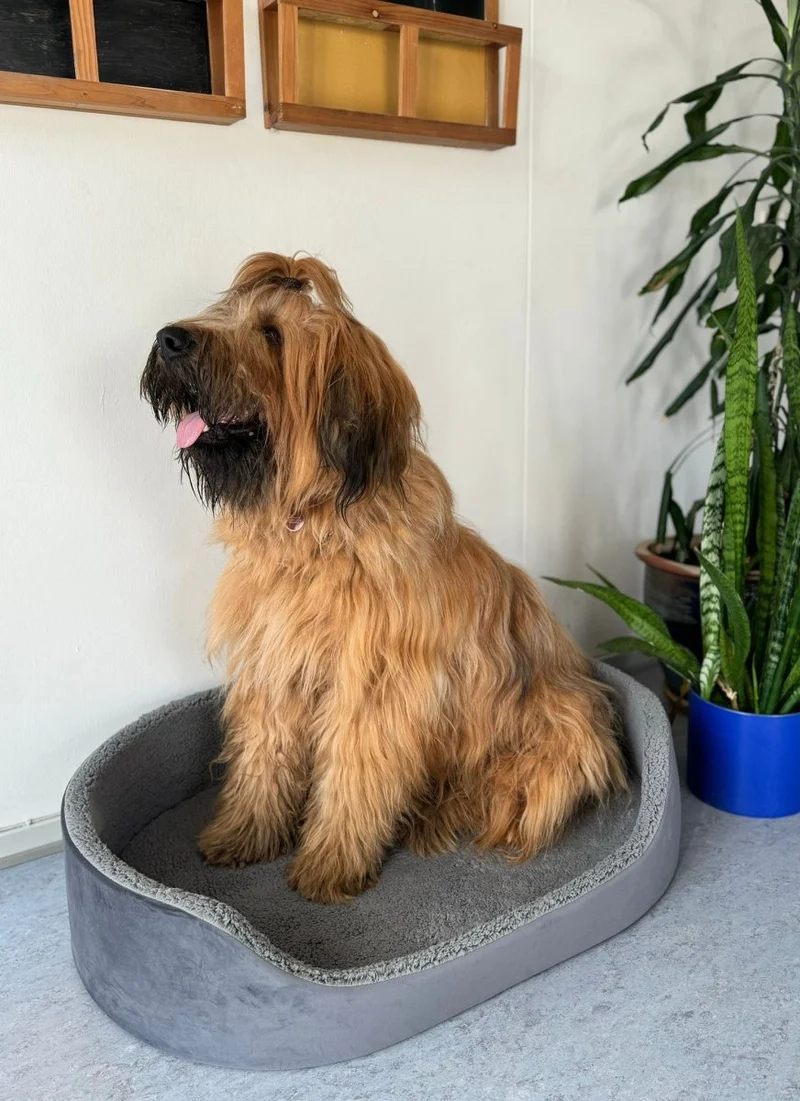 Barkly Valde Hundebett – Grau