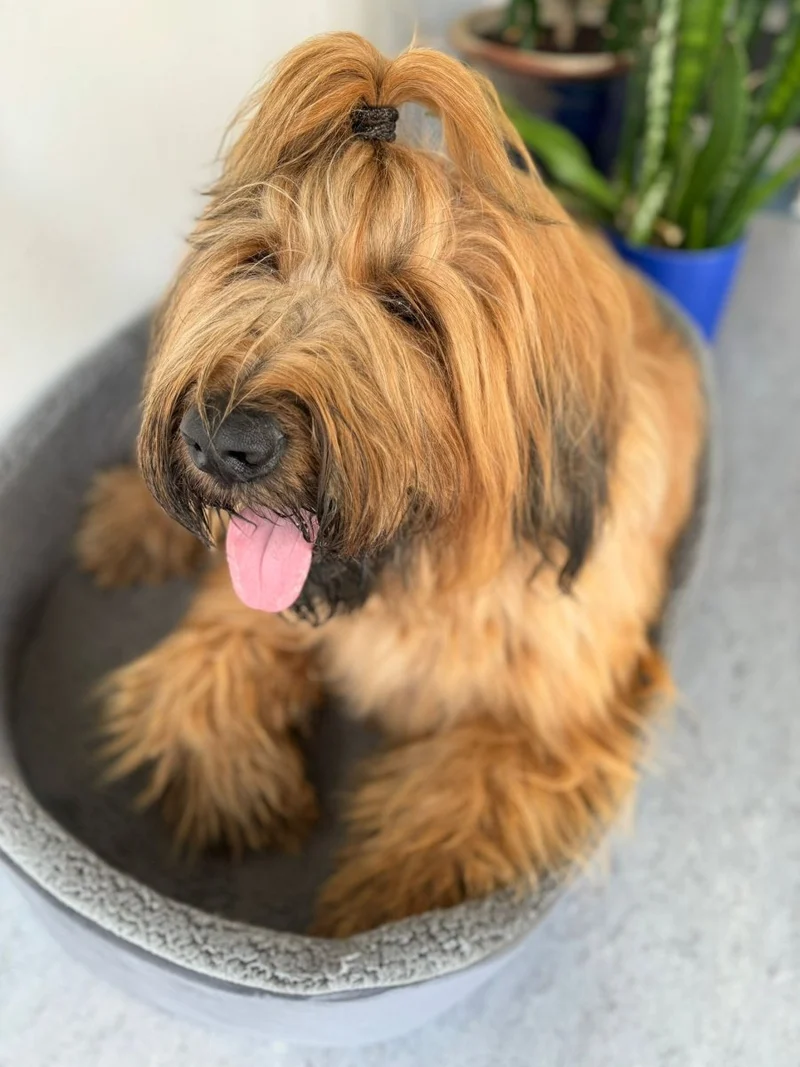 Barkly Valde Hundebett – Grau