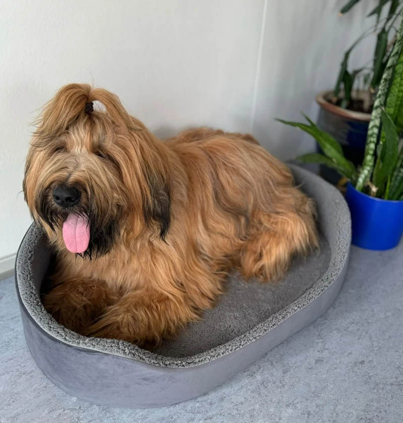 Barkly Valde Hundebett – Grau