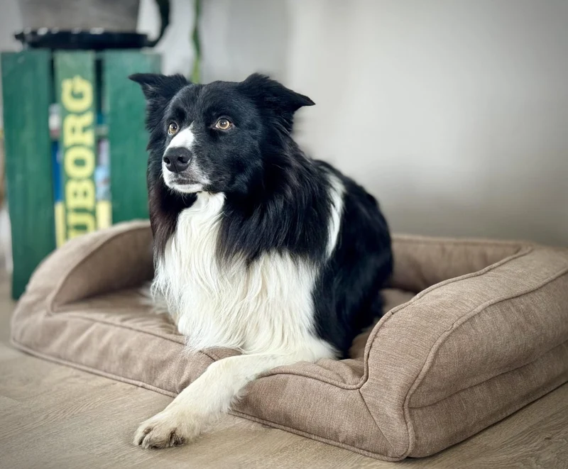 Barkly Hektor Orthopädisches Hundebett – Sand