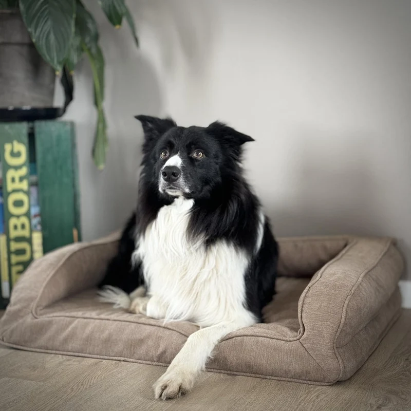 Barkly Hektor Orthopädisches Hundebett – Sand
