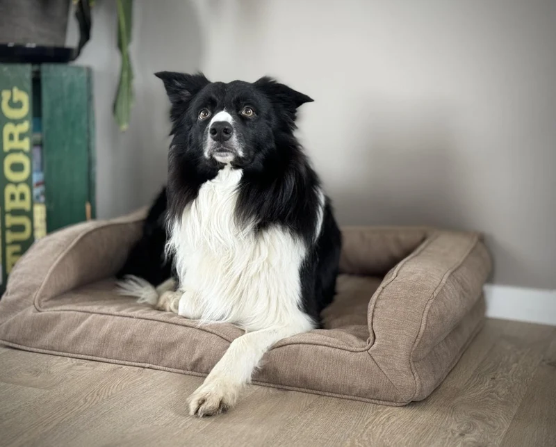 Barkly Hektor Orthopädisches Hundebett – Sand